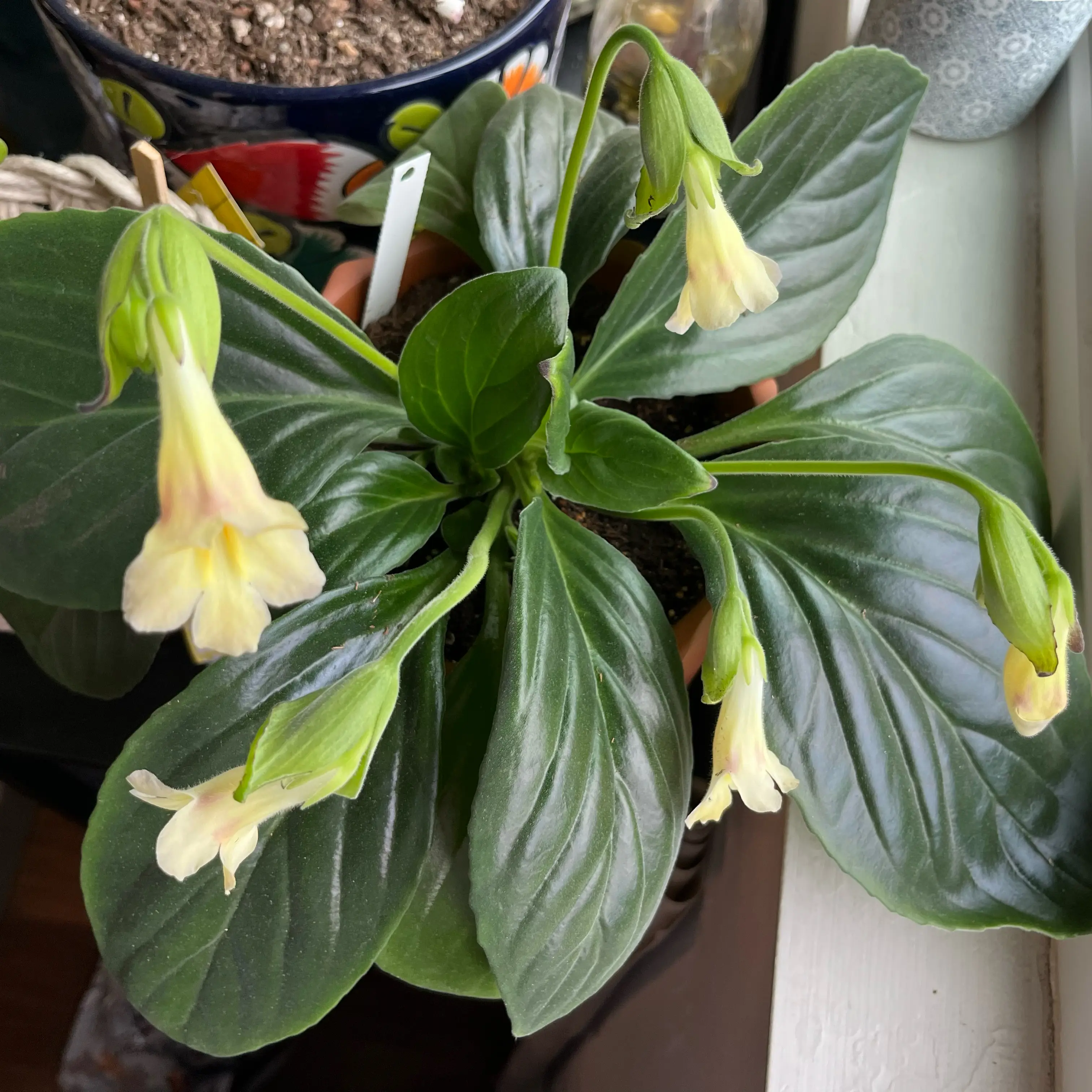 Photo of the plant species Asian Violet 'Aiko' by @MedusasGarden named Mochi on Greg, the plant care app