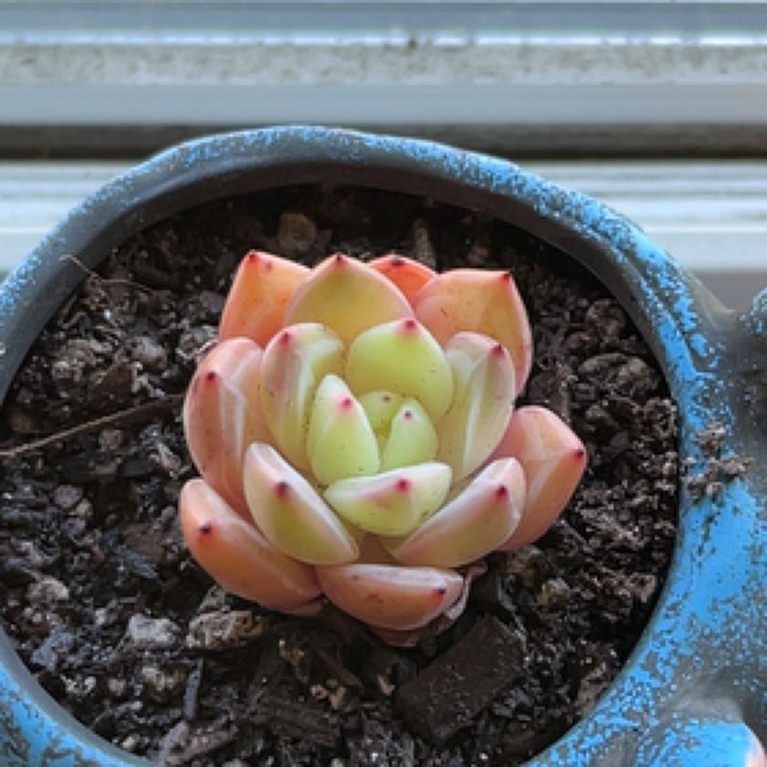 Photo of the plant species Pink Champagne Echeveria by @MedusasGarden named Bacchus on Greg, the plant care app