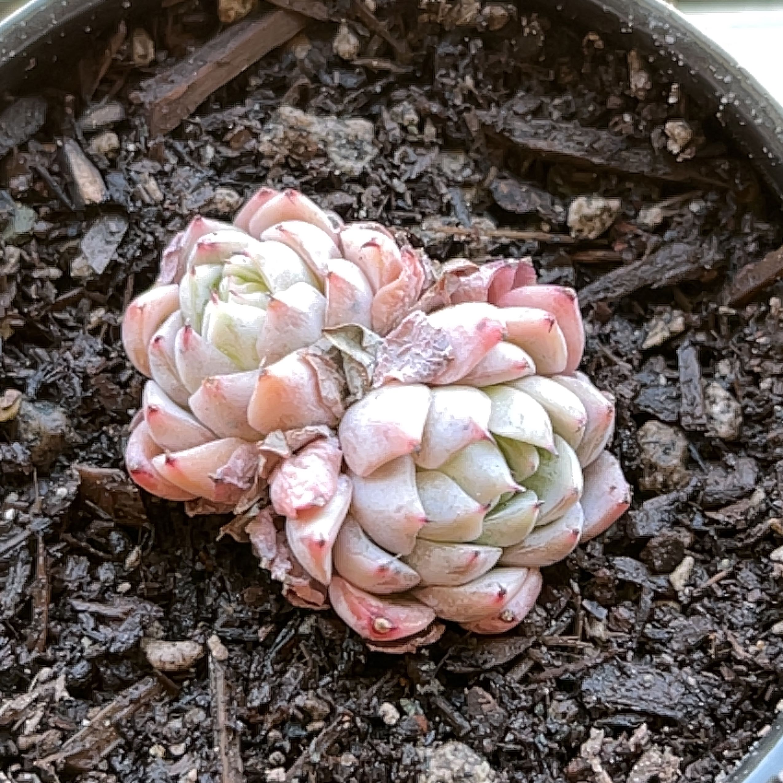 Photo of the plant species Echeveria Elegans 'Dongting' by @MedusasGarden named Cho on Greg, the plant care app