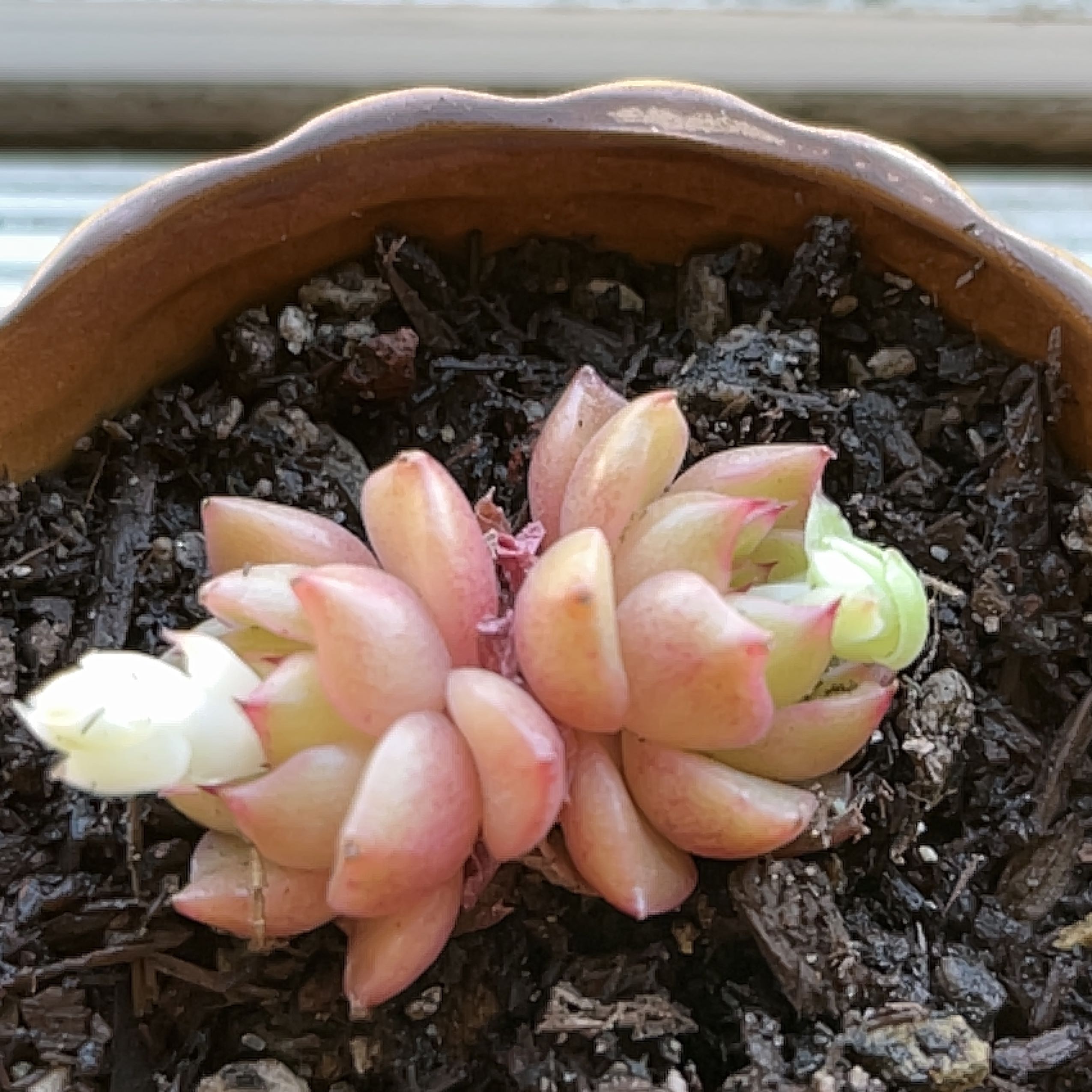 Photo of the plant species Echeveria 'Red Wine Peach' by @MedusasGarden named Peaches on Greg, the plant care app