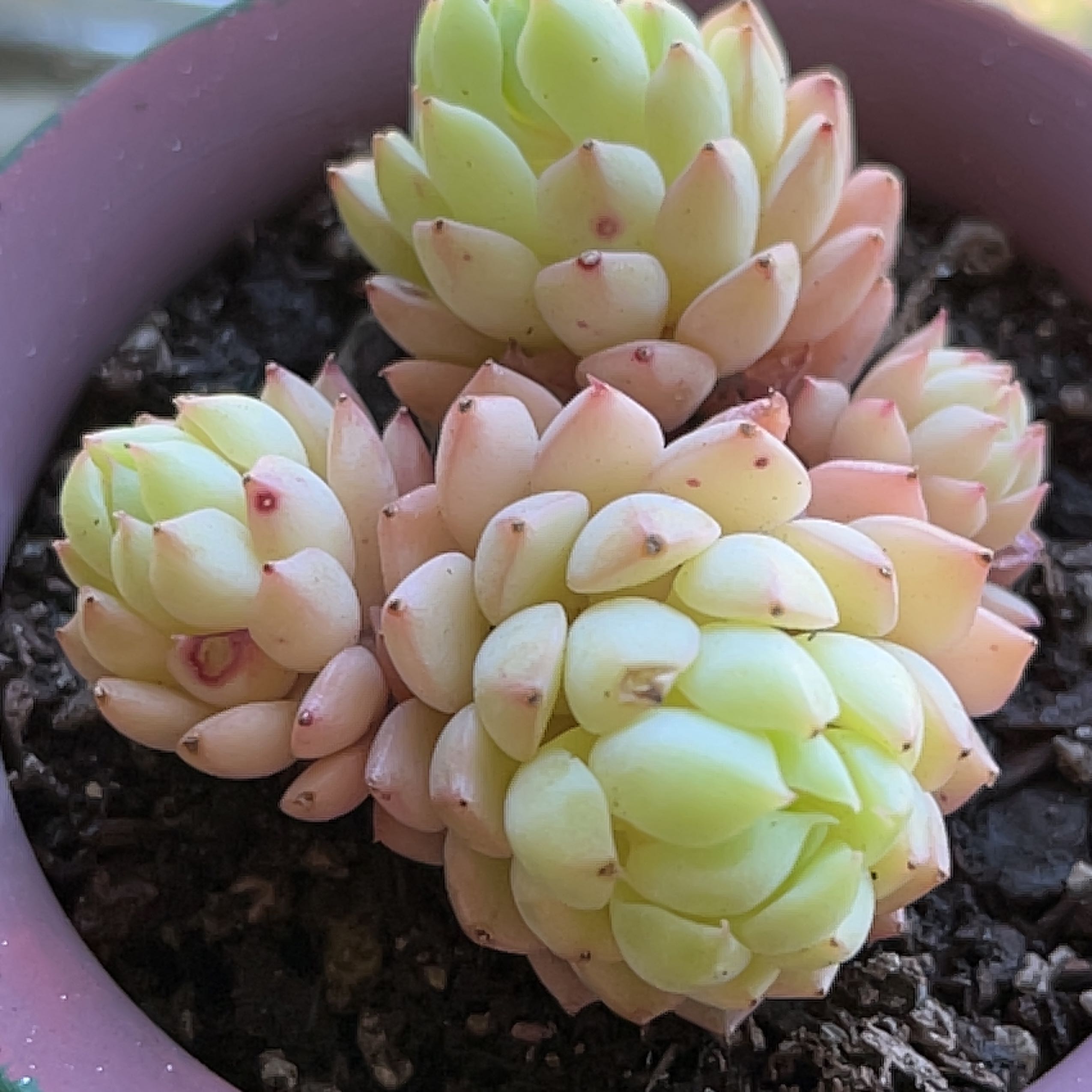 Photo of the plant species Echevaria 'Macadamia' by @MedusasGarden named Maui on Greg, the plant care app