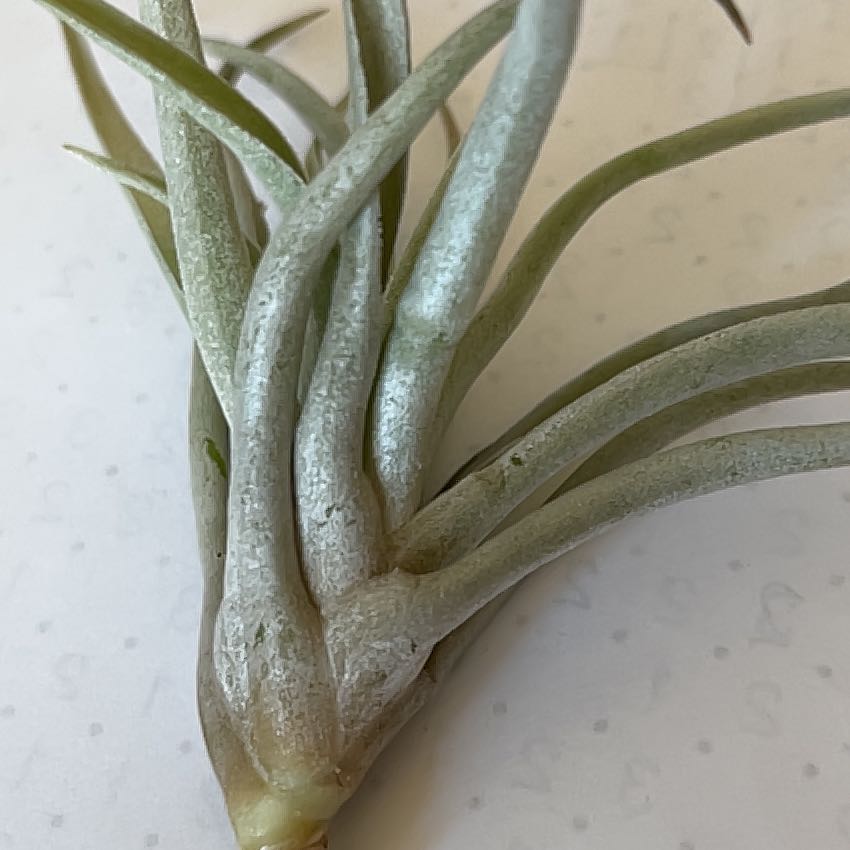 Close-up of a healthy Capitata Air Plant with green leaves.