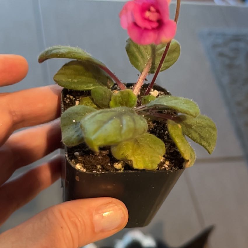Photo of the plant species Miniature Sinningia by @MedusasGarden named Chippewa Grace on Greg, the plant care app