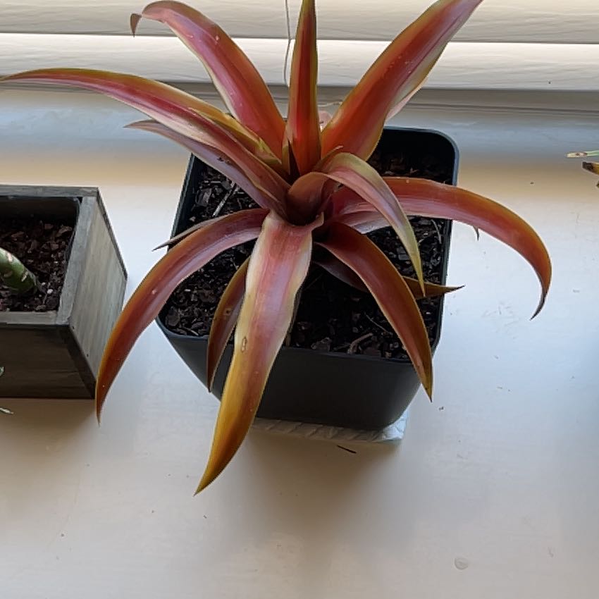 Photo of the plant species Red Pineapple by @PotentNoblefir named Diana on Greg, the plant care app