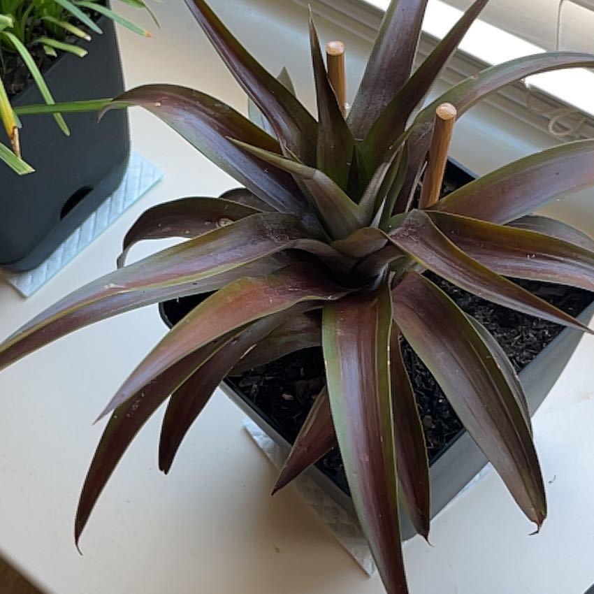 Photo of the plant species Red Pineapple by @PotentNoblefir named Marley on Greg, the plant care app