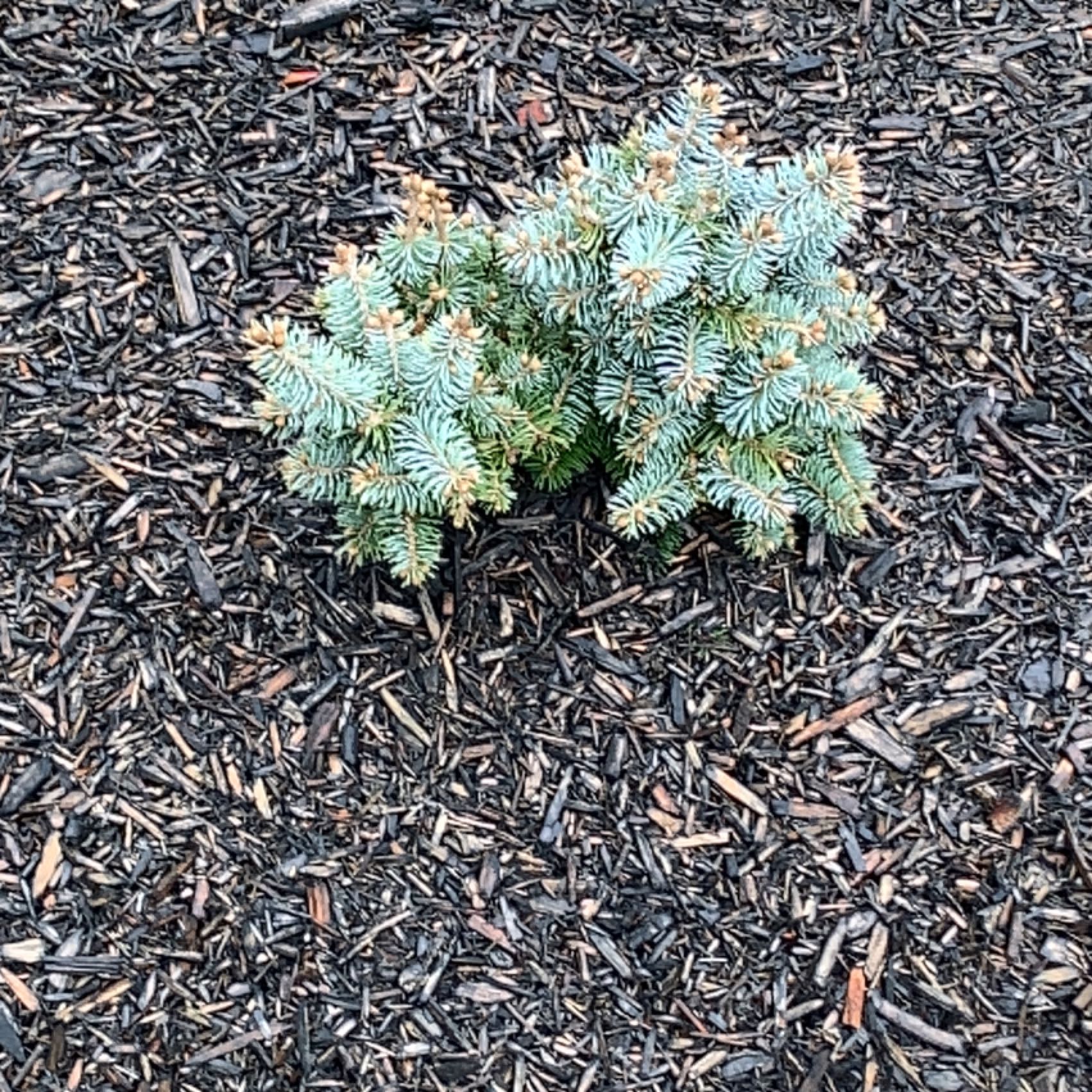 A small Blue Spruce plant with healthy blue-green needles, surrounded by mulch.