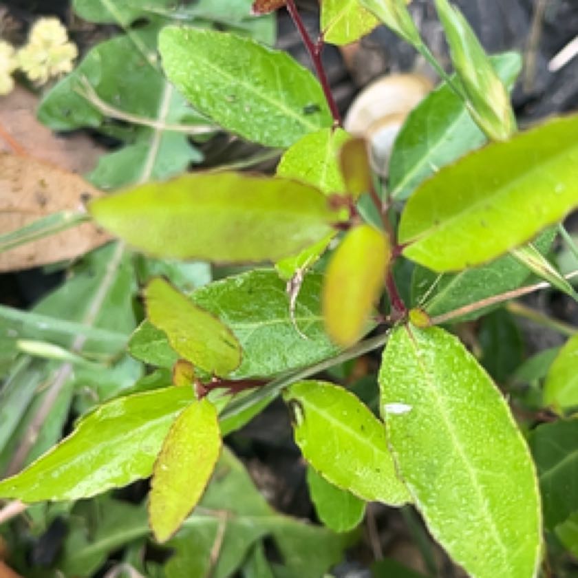 Photo of the plant species Yaupon Black-Senna by @QuickMayapple named Mollie on Greg, the plant care app
