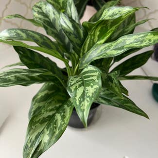 Chinese Evergreen plant in Bloomingdale, Illinois