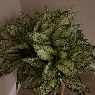 First Diamond Chinese Evergreen plant in Bloomingdale, Illinois