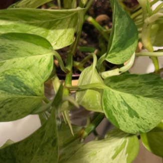 Marble Queen Pothos plant in Bloomingdale, Illinois