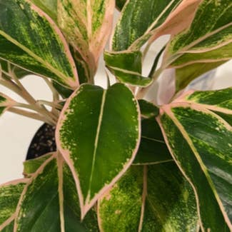 Siam Pink Chinese Evergreen plant in Bloomingdale, Illinois