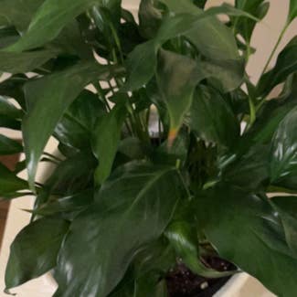 Peace Lily plant in Bloomingdale, Illinois