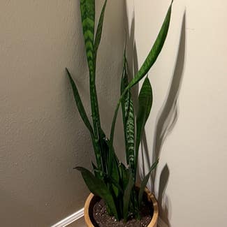 Snake Plant plant in Bloomingdale, Illinois