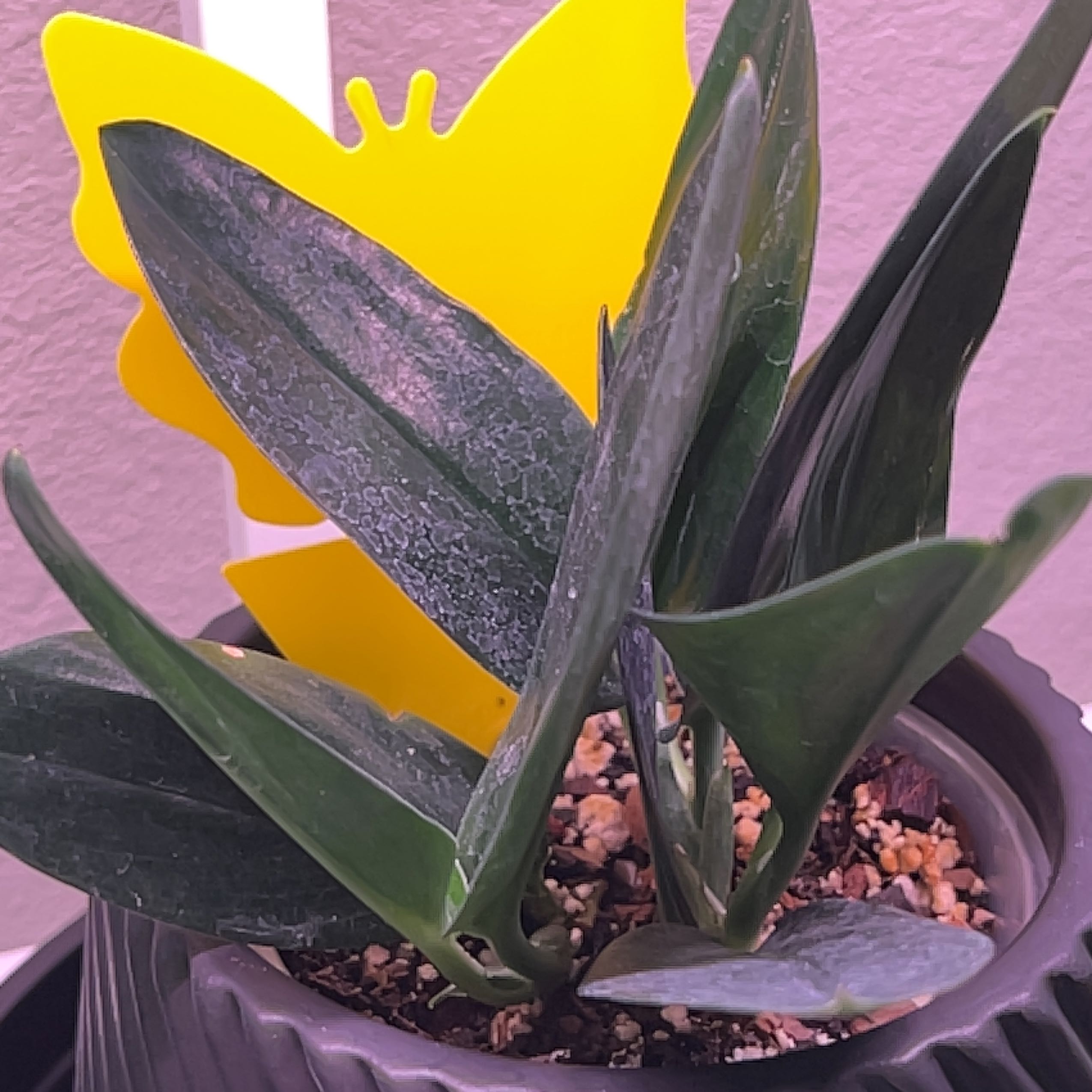 Scindapsus treubii 'Dark Form' plant in a pot with a yellow butterfly-shaped marker.
