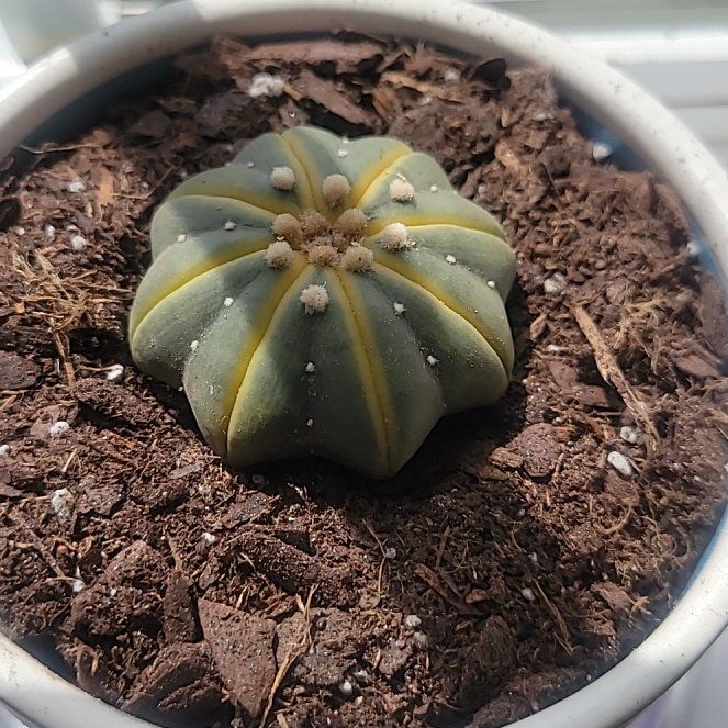Photo of the plant species Astrophytum asterias 'Kabuto' by @LiterateTimeout named Dave skylark on Greg, the plant care app