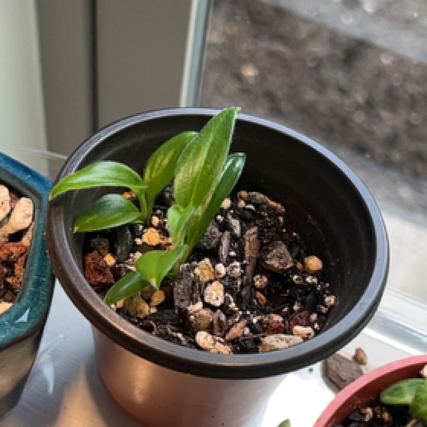 Photo of the plant species Toad Lily by @FirstApplemint named Marilyn on Greg, the plant care app