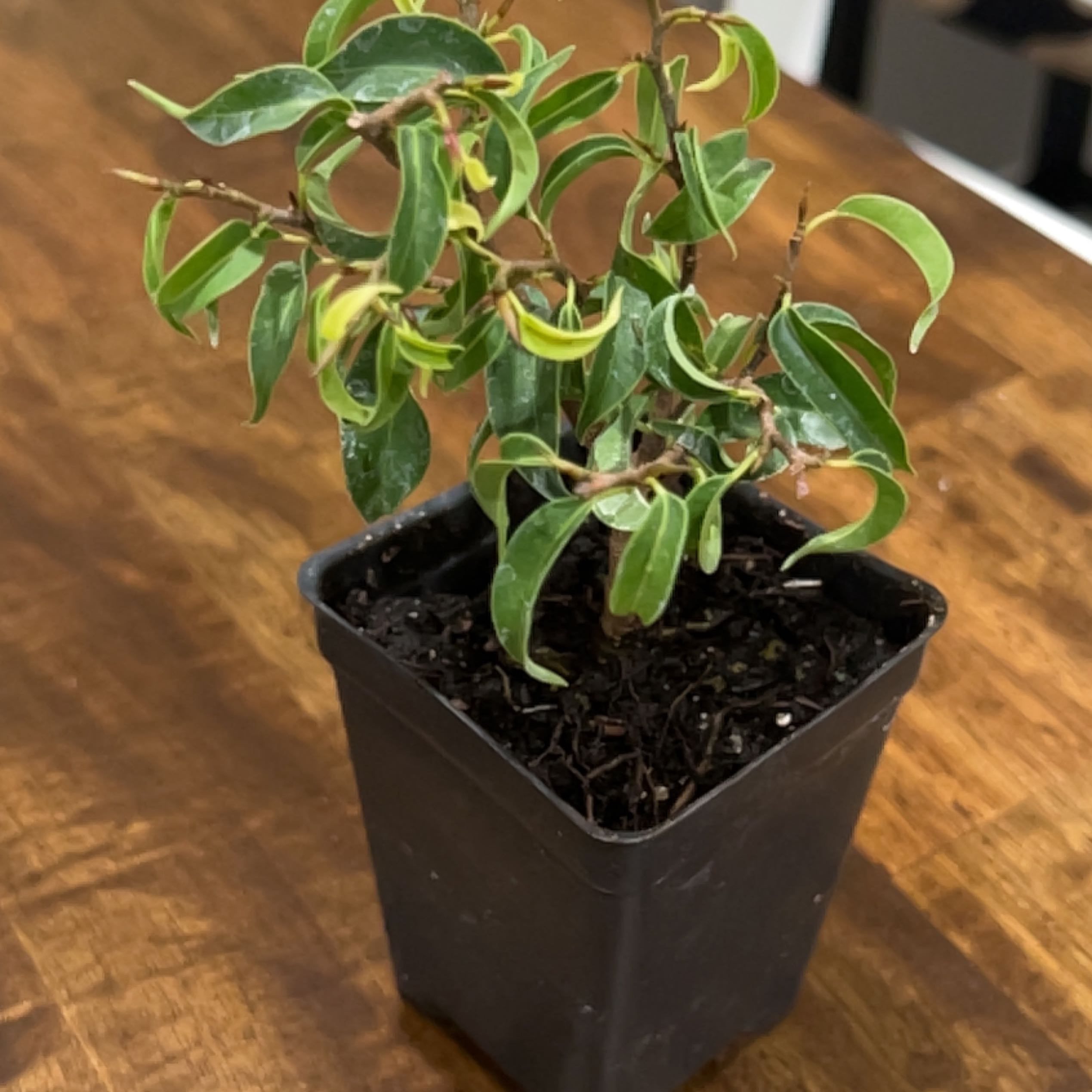 Photo of the plant species Dwarf Weeping Fig by @FirstApplemint named Dwarf fig on Greg, the plant care app