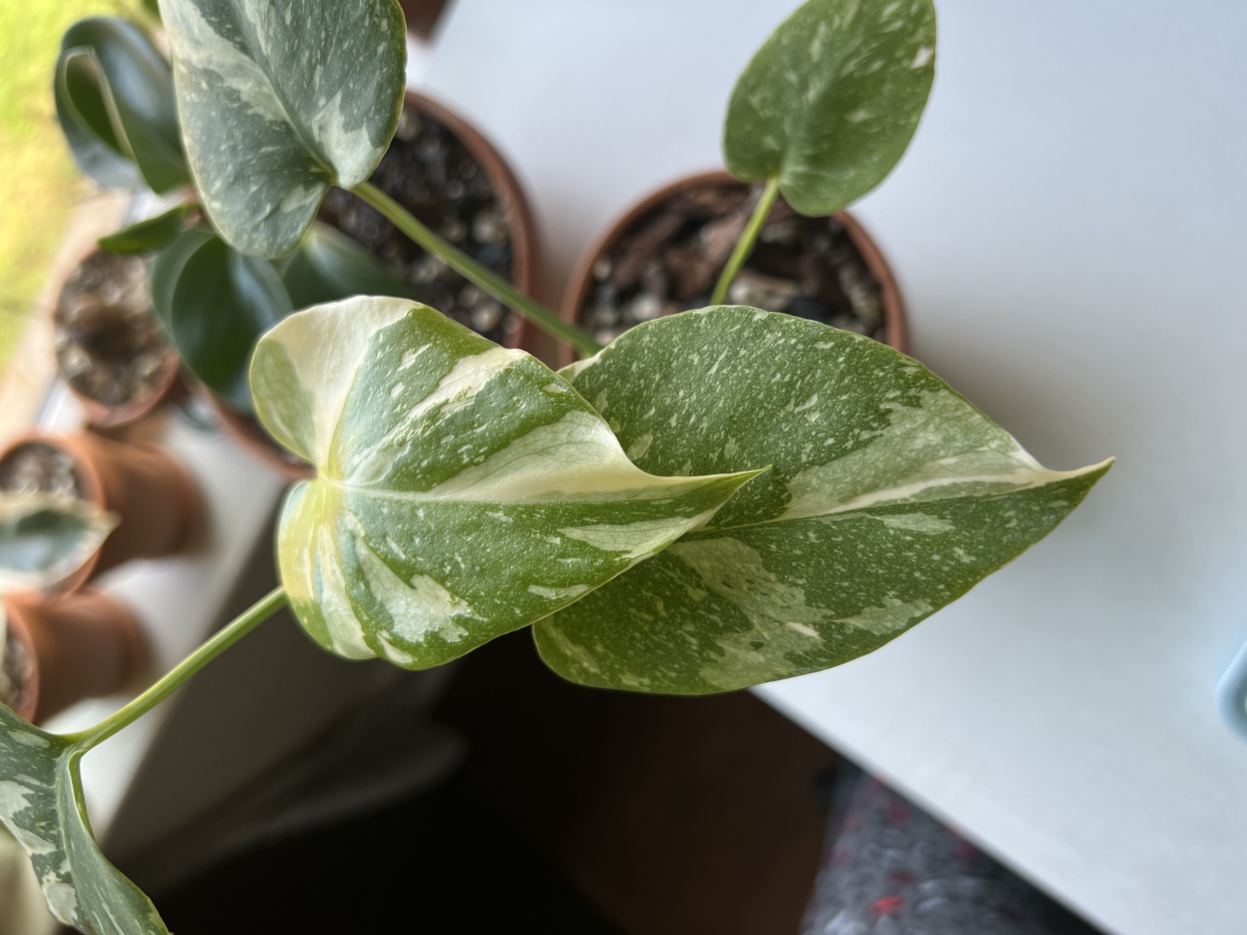Photo from the post