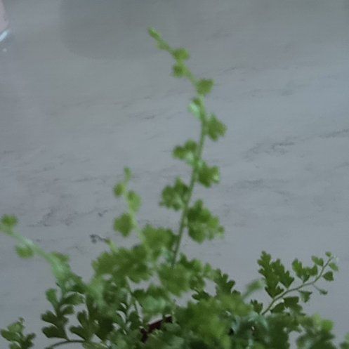 Photo of the plant species Jersey Fern by @KindBaibua named Harry on Greg, the plant care app