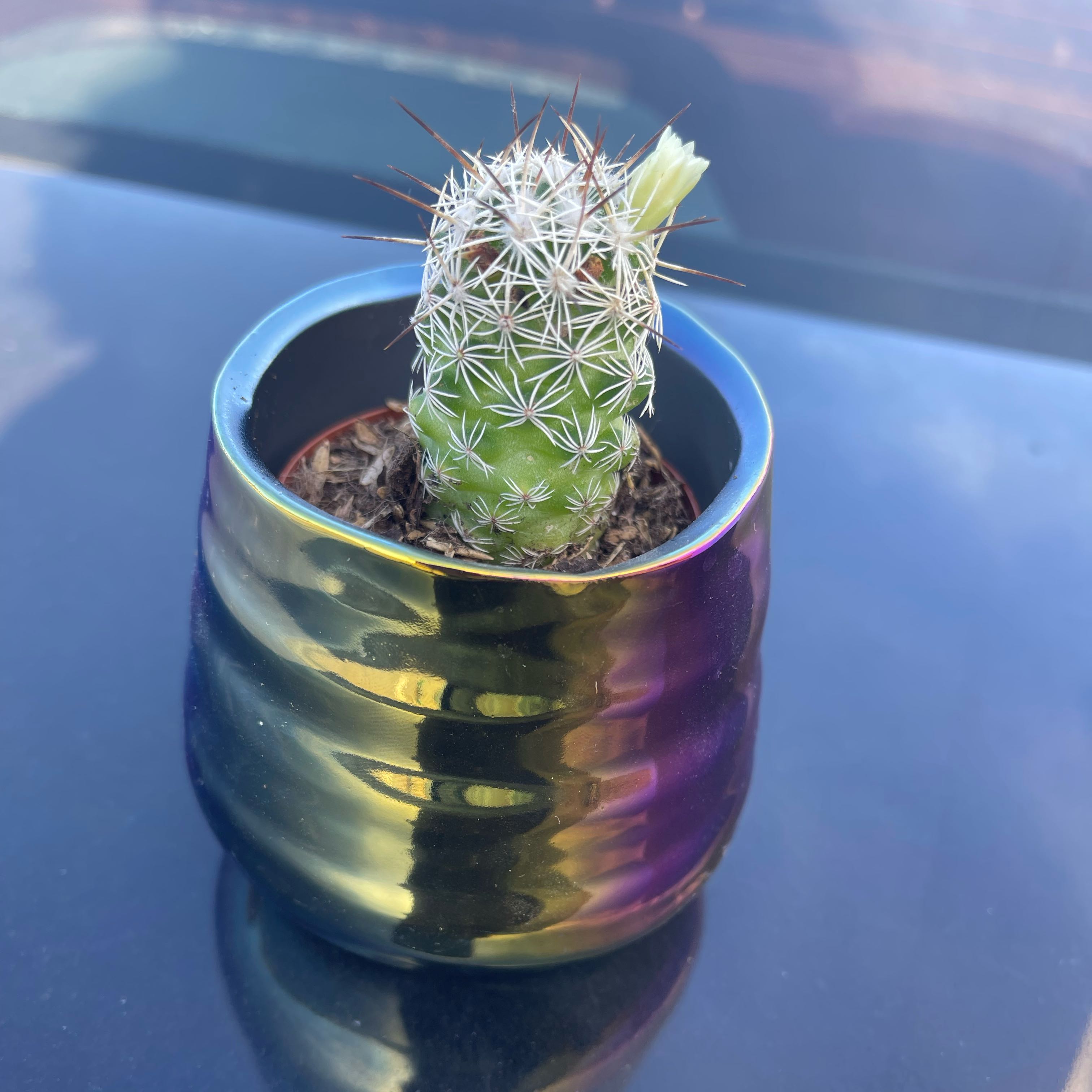 Chihuahuan Beehive cactus in a decorative pot with visible soil.