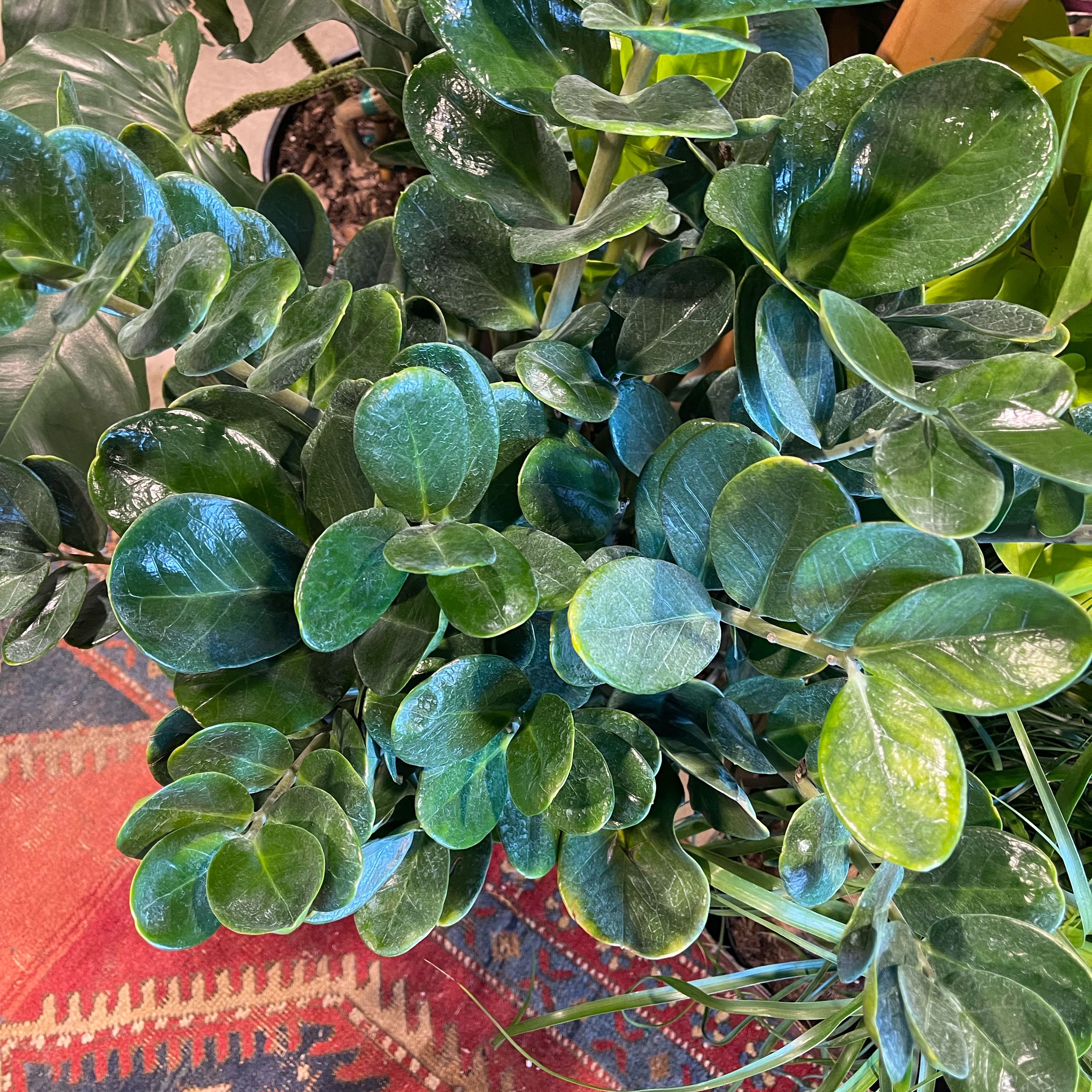 Photo of the plant species Lucky ZZ Plant by @SoaringBaybean named Luna on Greg, the plant care app