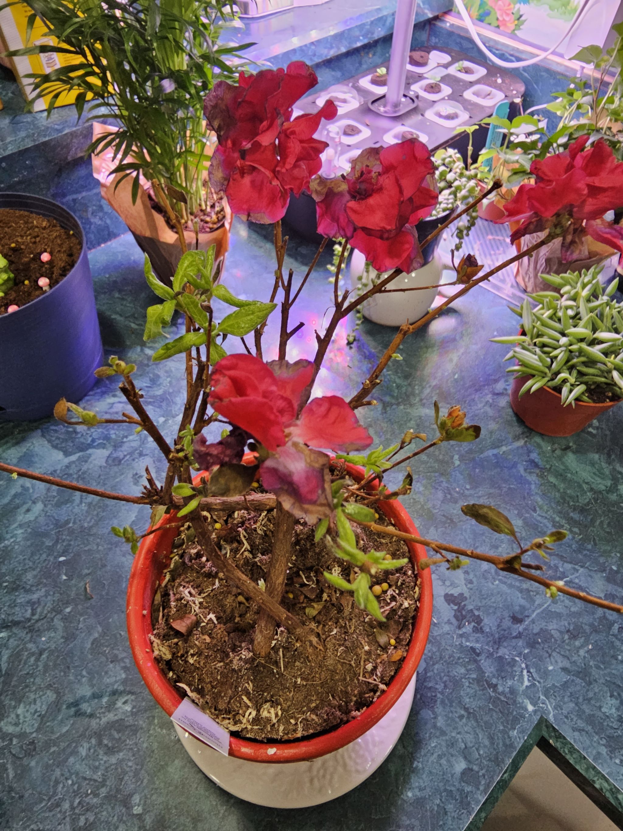 Photo from the post