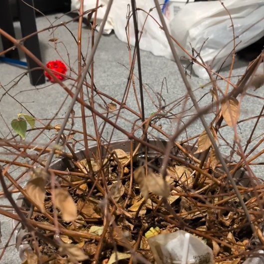 Photo of the plant species Fuchsia by @WiredMahoe named Diana on Greg, the plant care app