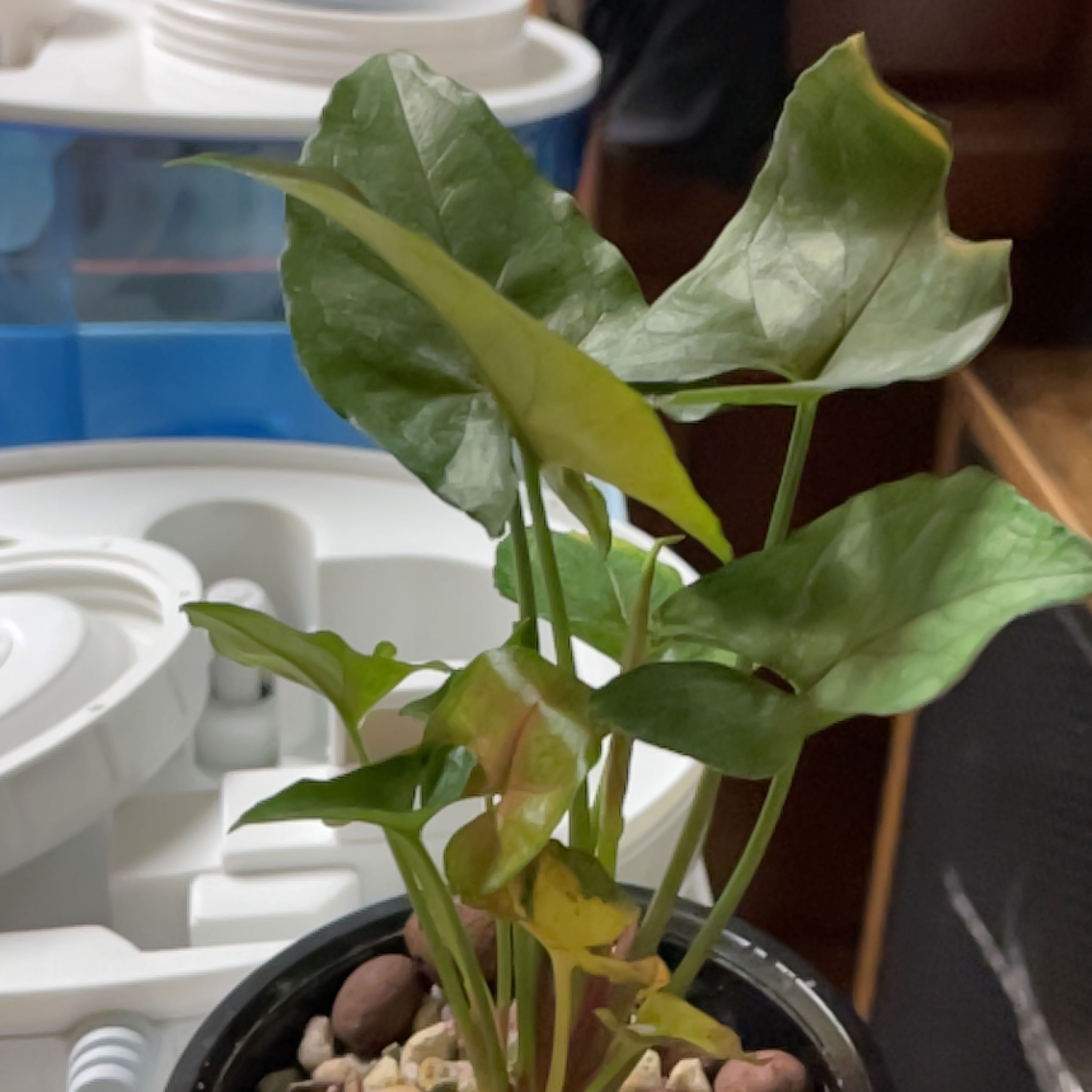 Photo of the plant species Syngonium 'Candy' by @PerfectKaraka named Rihanna on Greg, the plant care app
