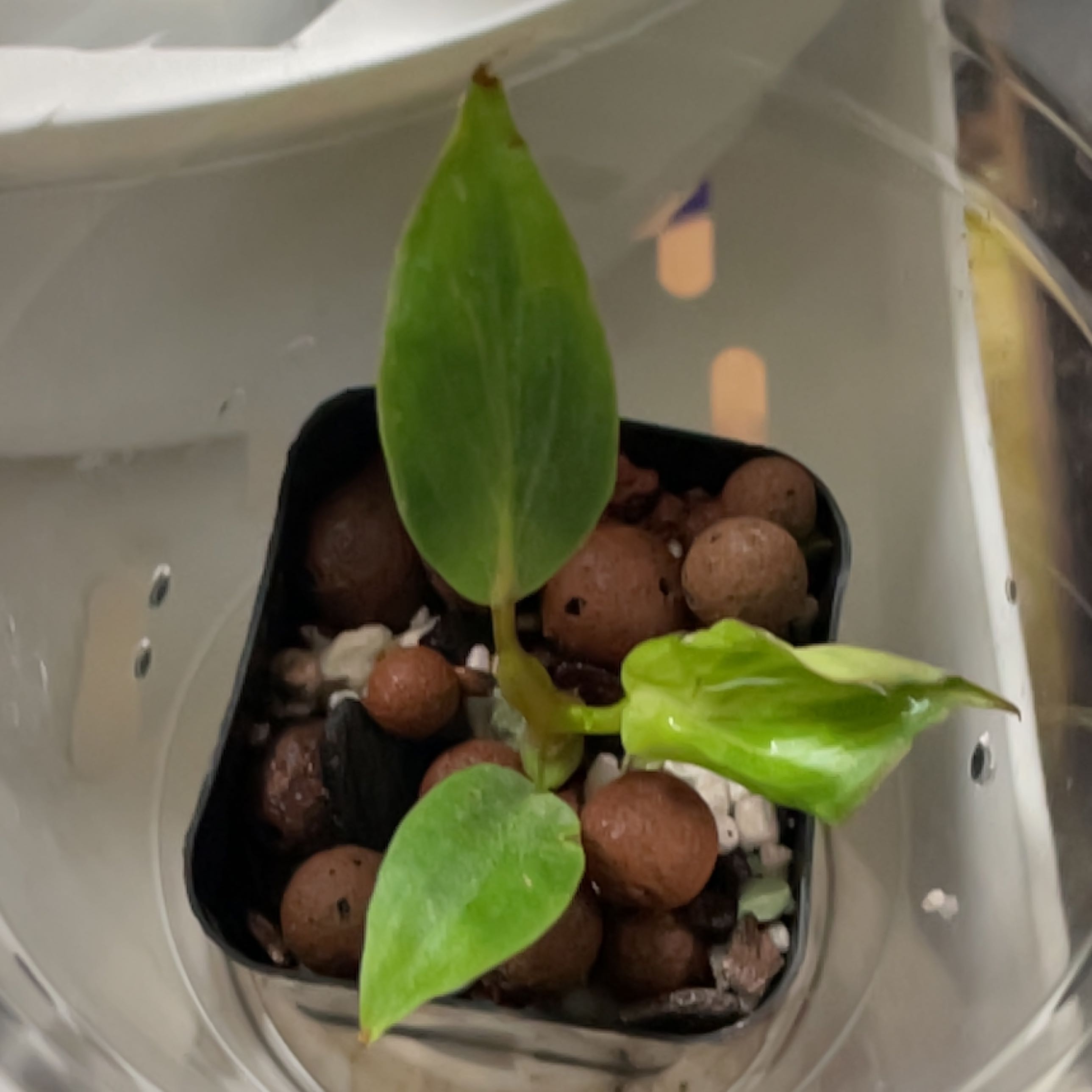 Young Philodendron tortum plant in a pot with visible soil and clay pebbles.