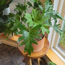 Philodendron Xanadu plant