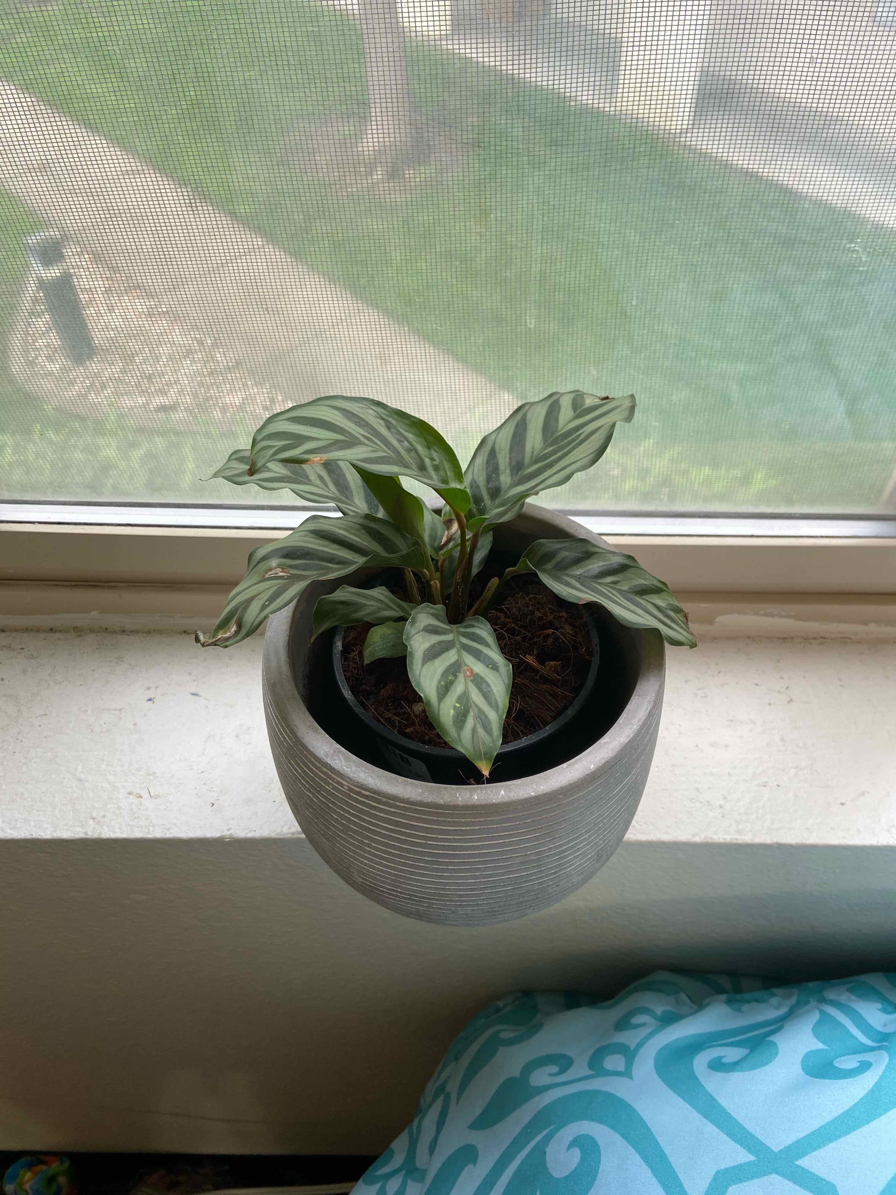 Calathea 'Freddie' plant on a windowsill in a gray pot, appearing healthy.