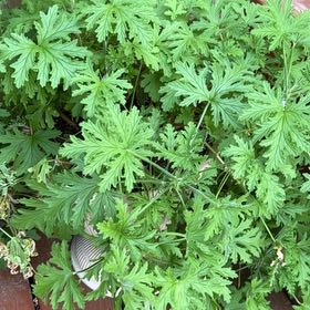 Photo of the plant species Citronella Grass by @YeveAlocasia named Doja Cat on Greg, the plant care app