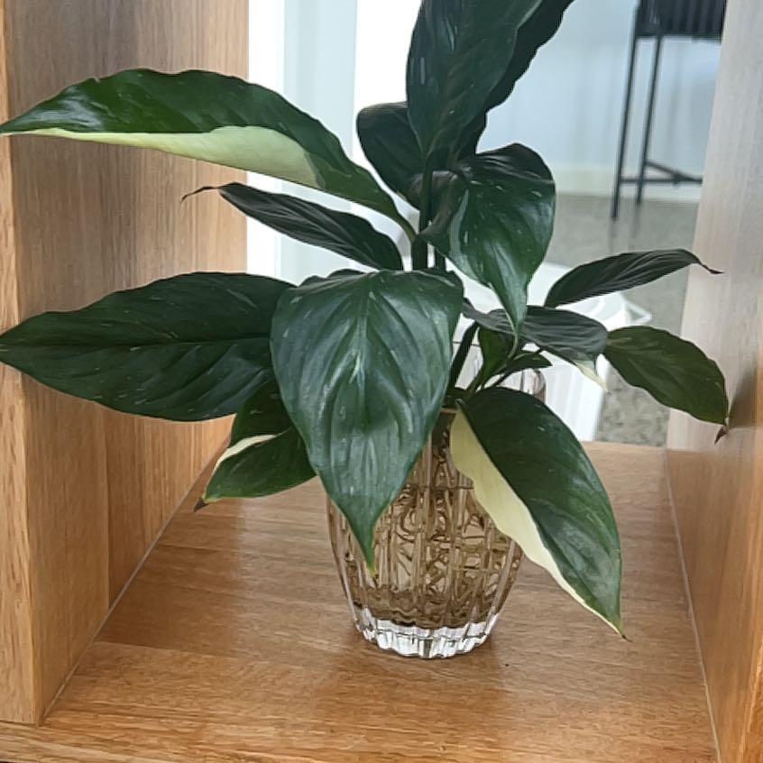 Photo of the plant species Picasso Peace Lily by @DimiJ named Daphne on Greg, the plant care app