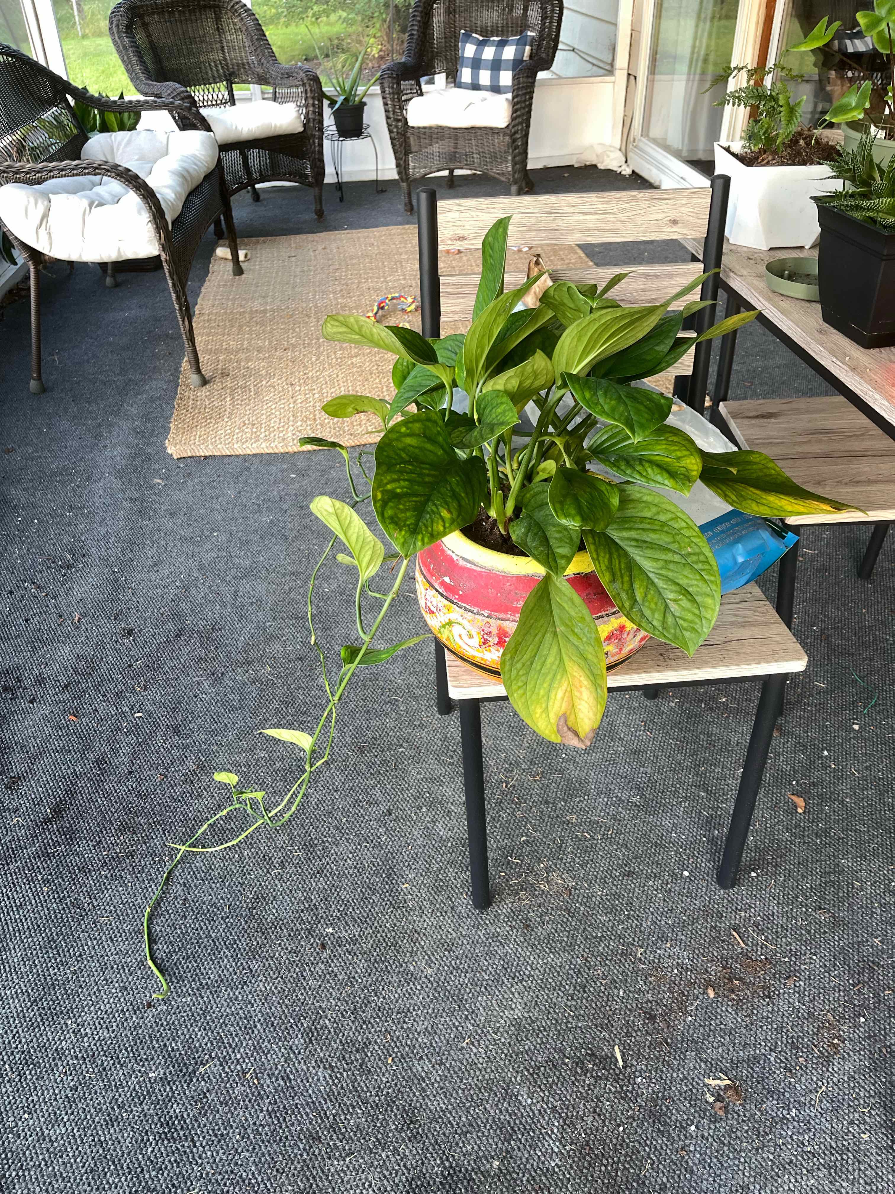 Photo of the plant species Monstera pinnatipartita 'Siam' by @TouchingJicaro named Kobe on Greg, the plant care app