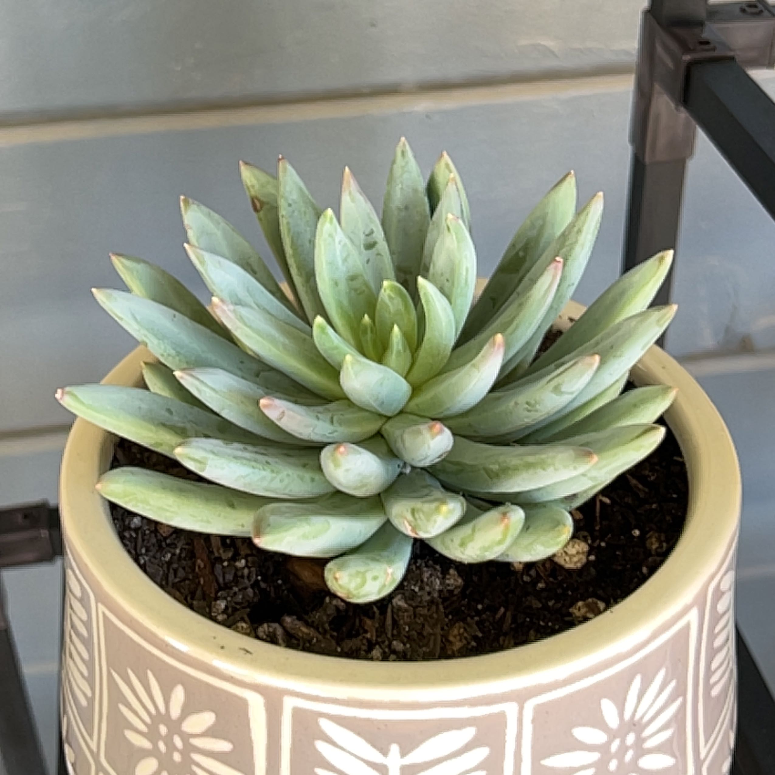Bright Green Dudleya succulent in a decorative pot with visible soil.