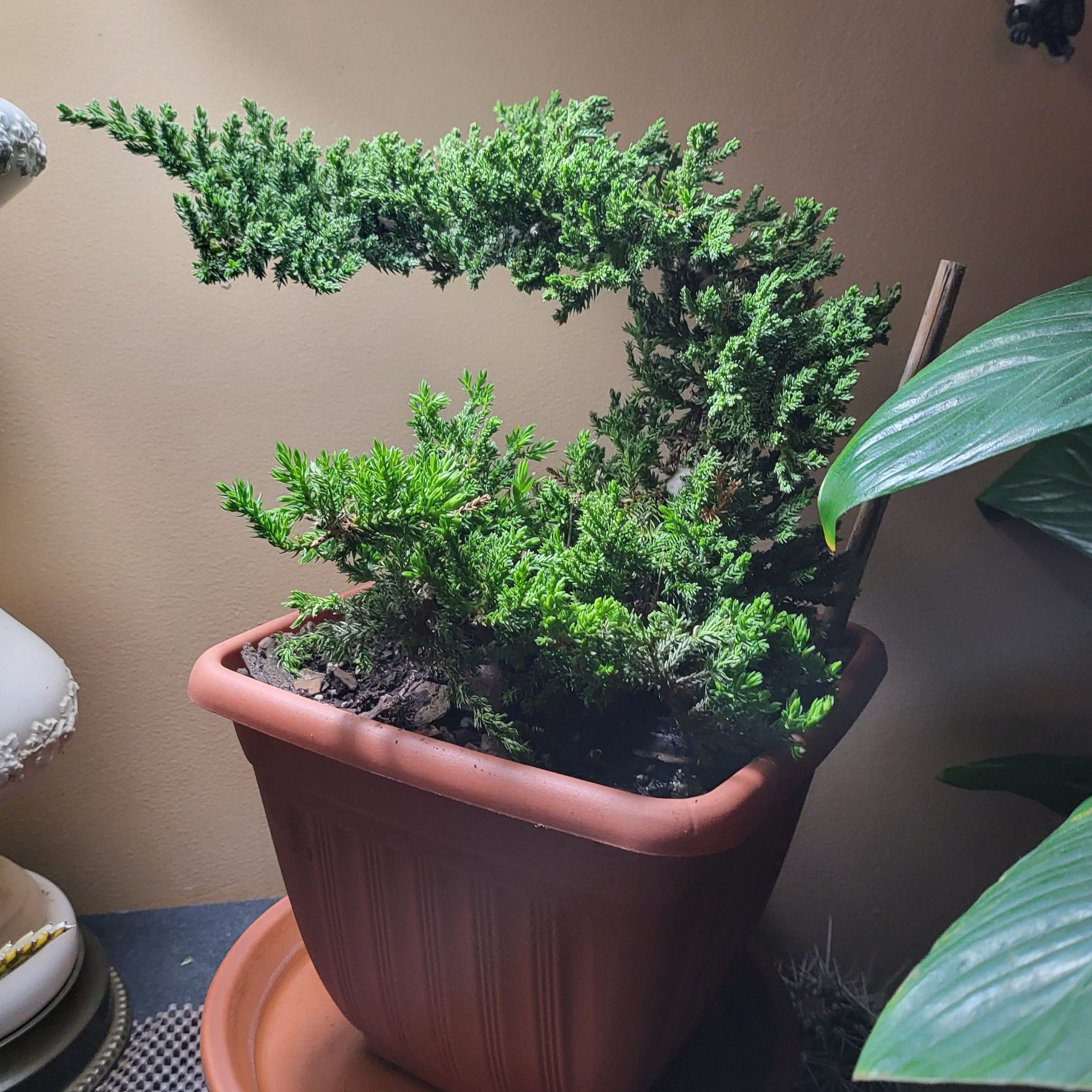 Blue Star Juniper plant in a pot with vibrant green foliage.