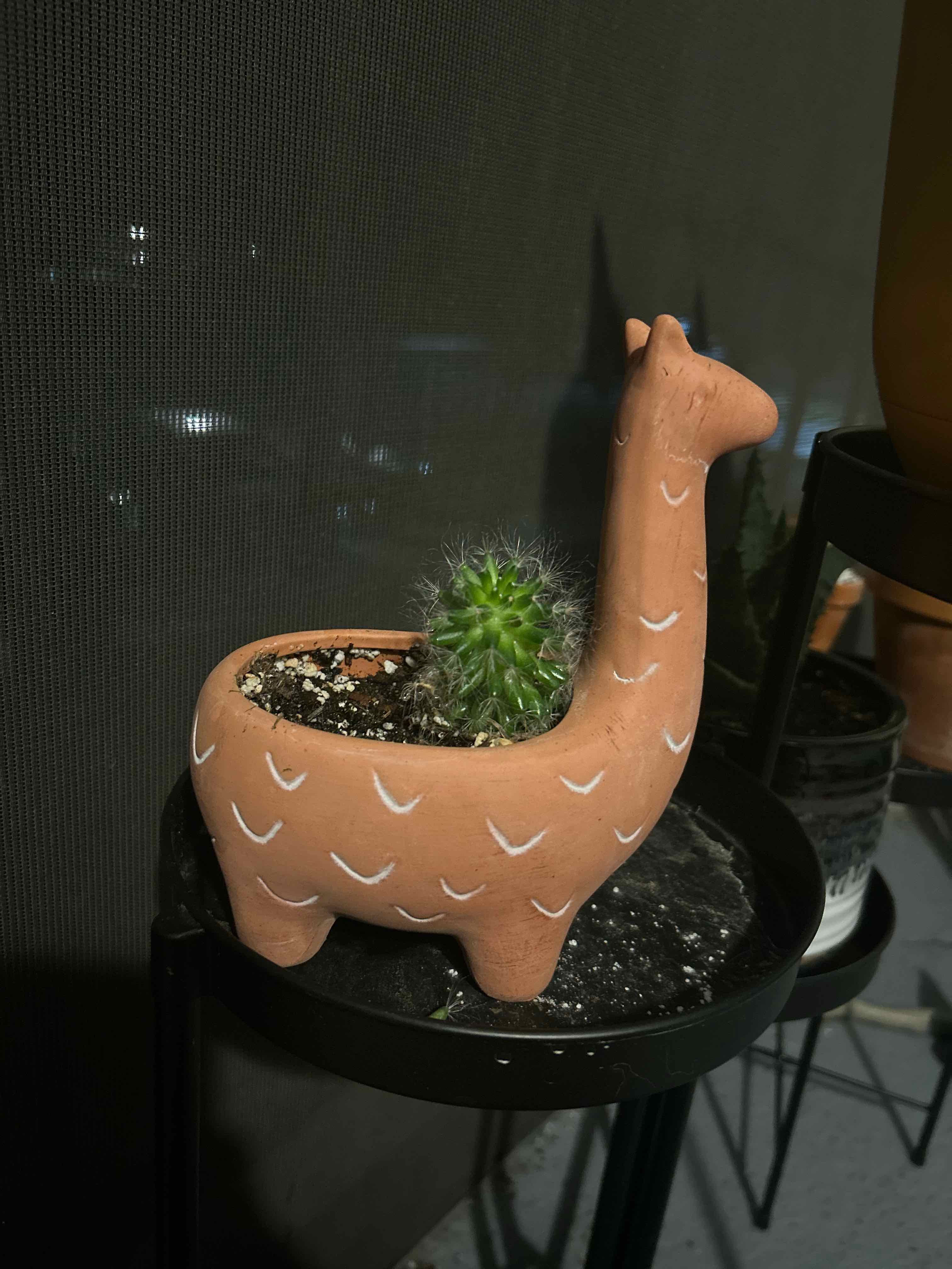 Powder Puff Cactus in a decorative llama-shaped pot with visible soil.
