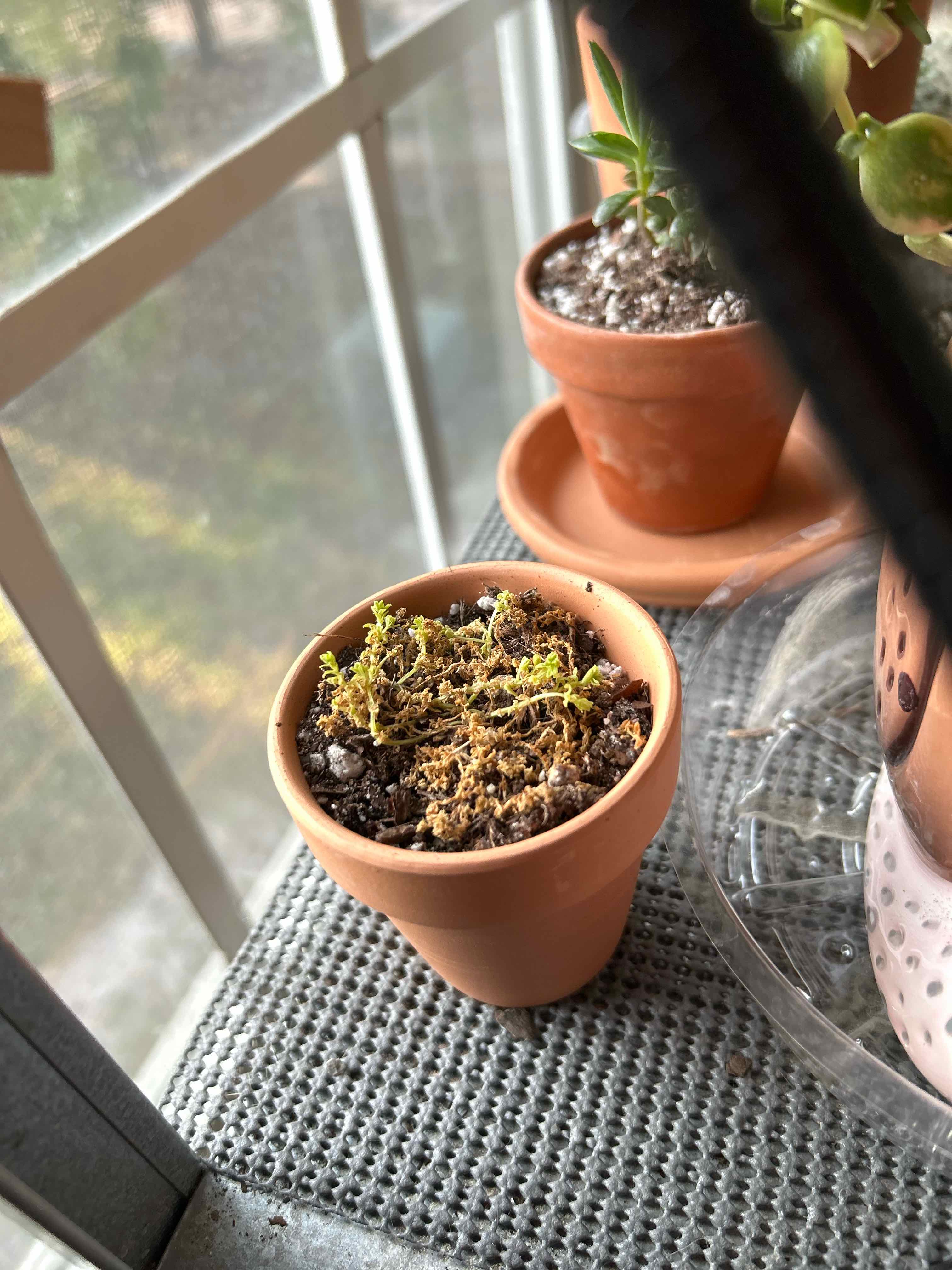 A small potted Tokyo Sun Stonecrop plant with significant browning and sparse foliage near a window.