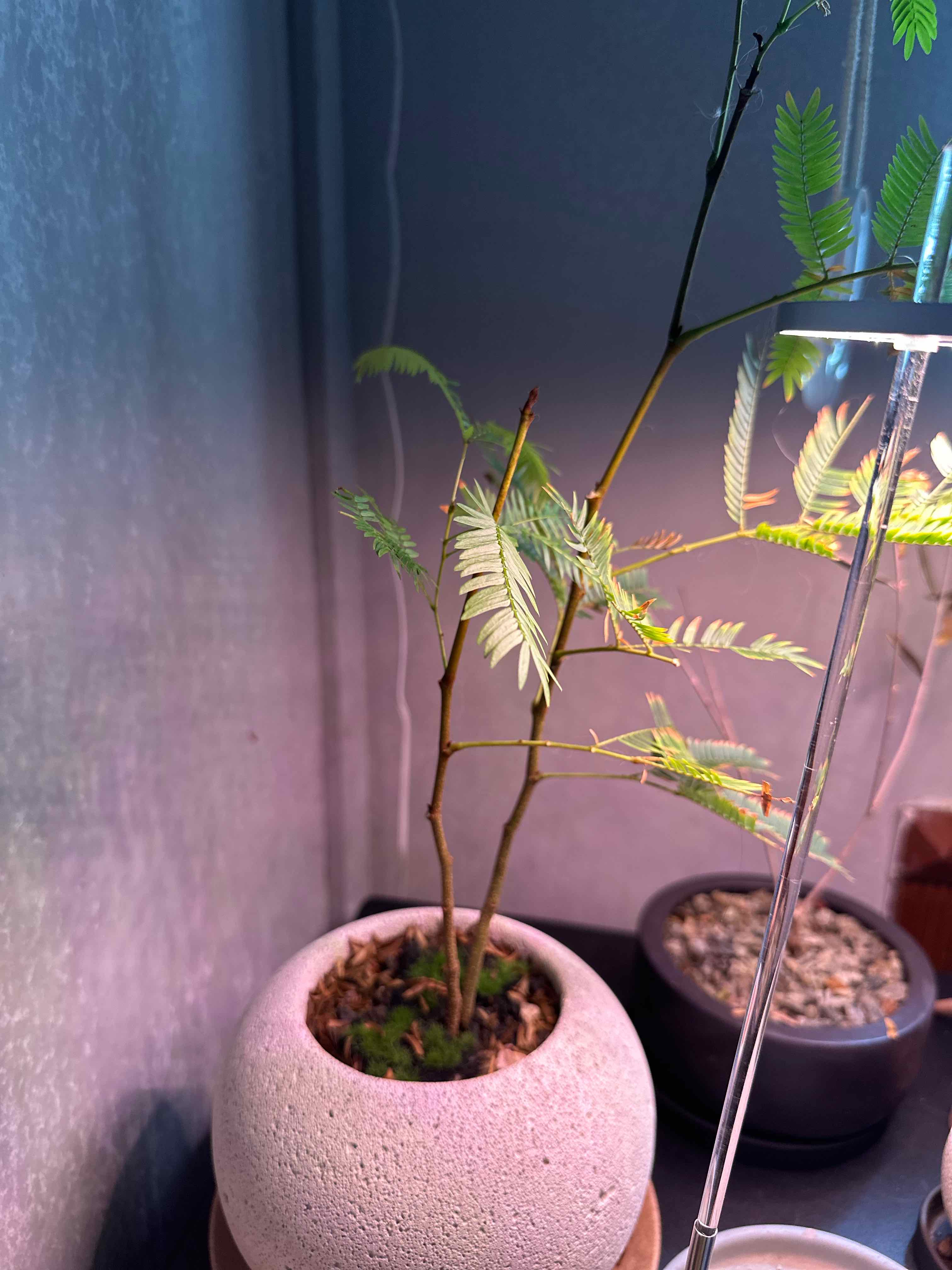 Potted Everfresh Tree with some yellowing leaves, placed indoors with visible soil.