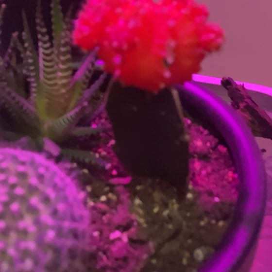 Photo of the plant species Sun cactus by @SparklyBacopa named Fred on Greg, the plant care app