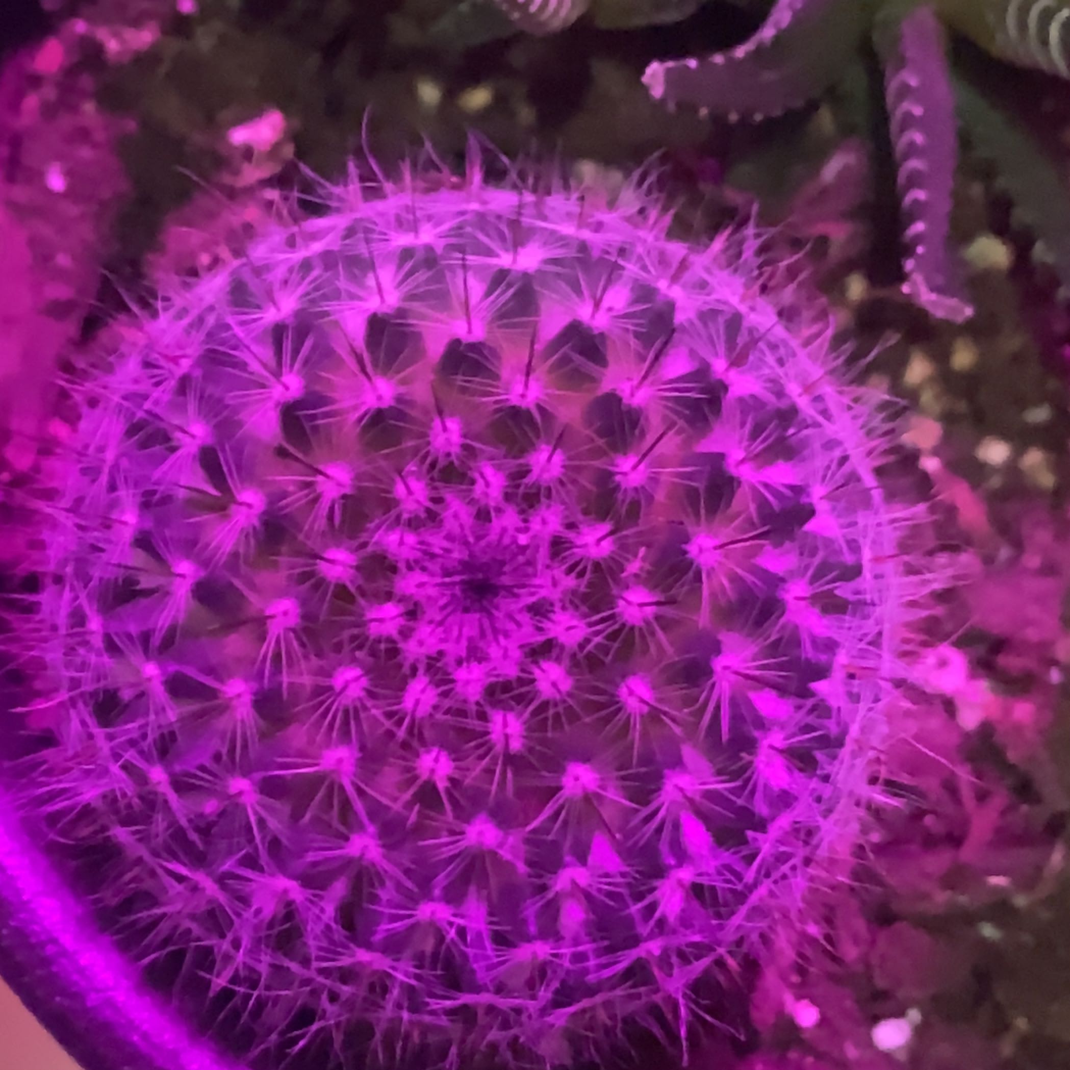 Photo of the plant species Sun cactus by @SparklyBacopa named Fred on Greg, the plant care app