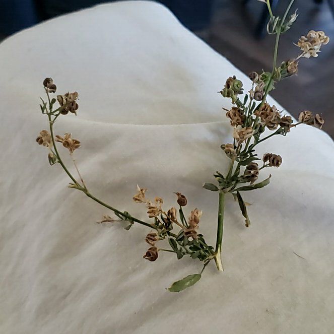 Photo of the plant species Alfalfa by @ProRosygarlic named Doja Cat on Greg, the plant care app