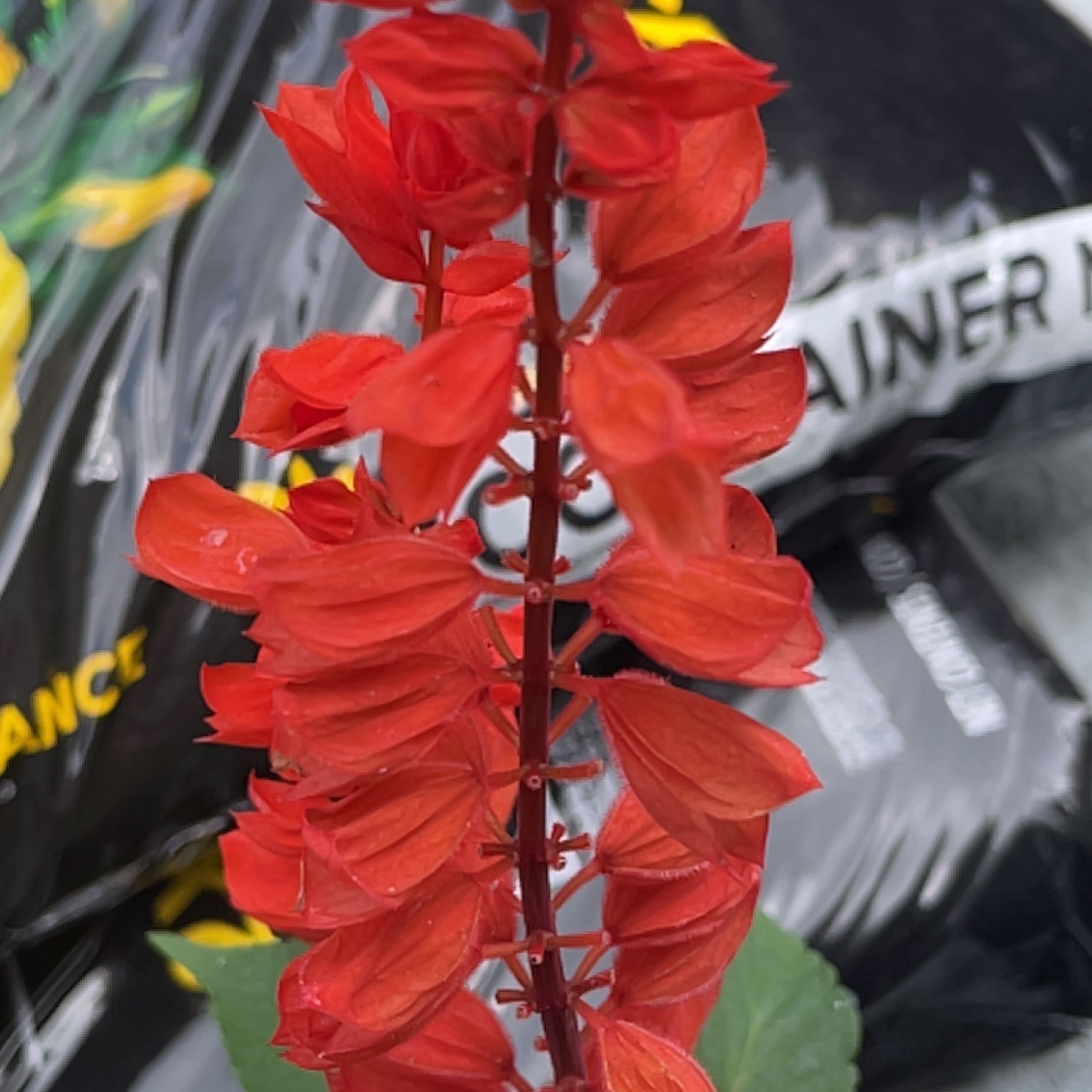 Scarlet Sage plant with vibrant red flowers, healthy appearance.