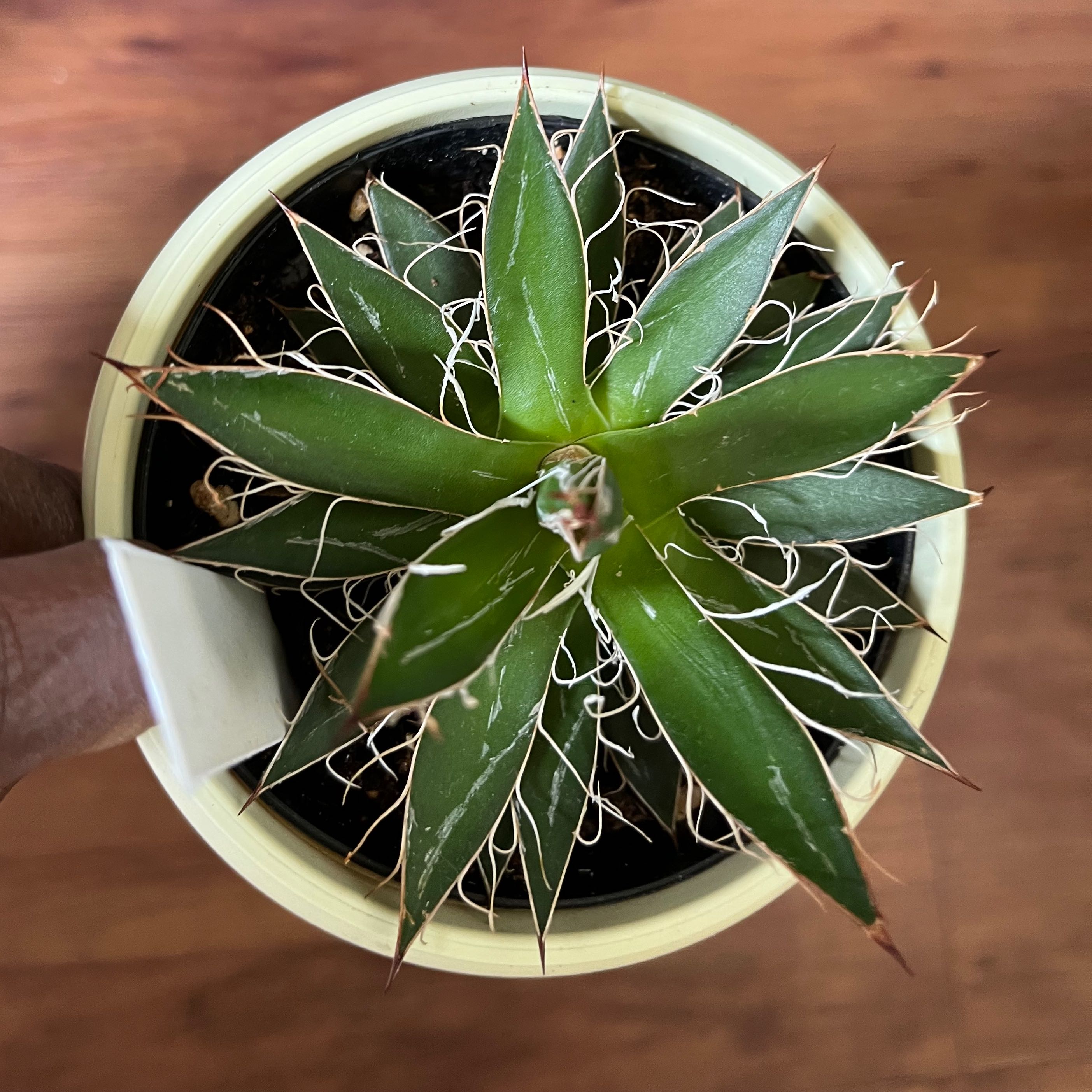 Top view of a healthy Queen Victoria Agave plant in a pot with visible soil.