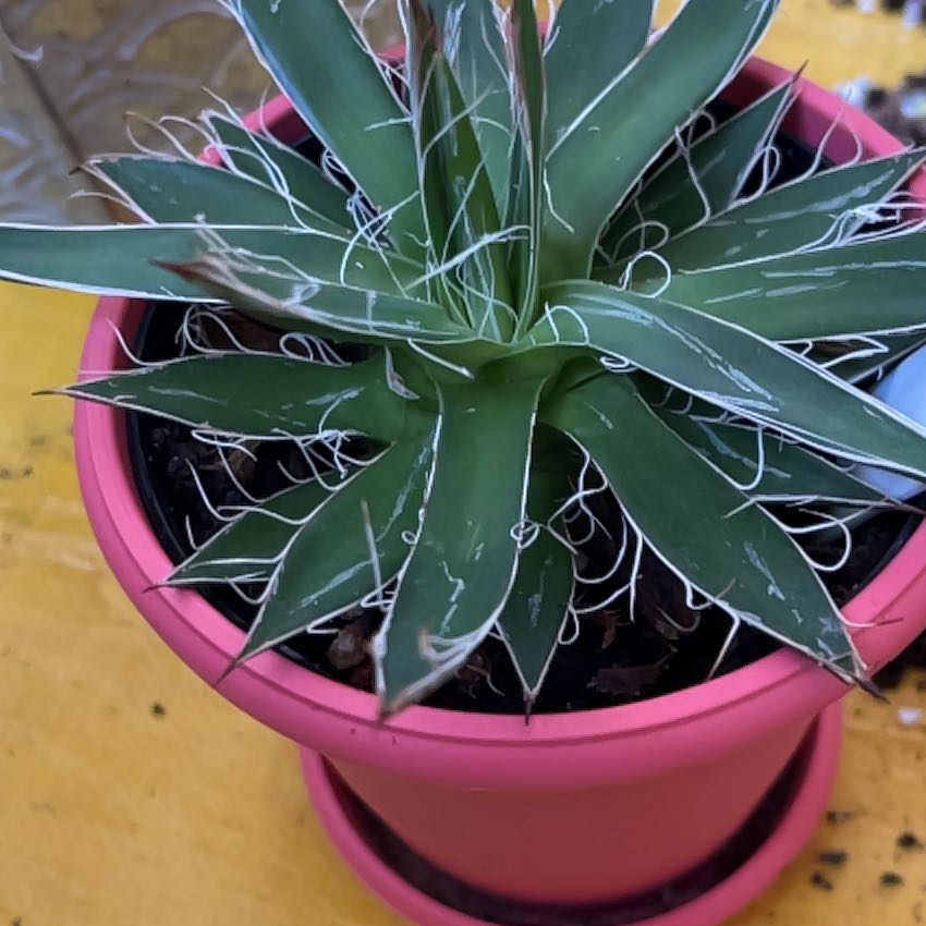 Queen Victoria Agave plant in a pink pot with green leaves and white markings.