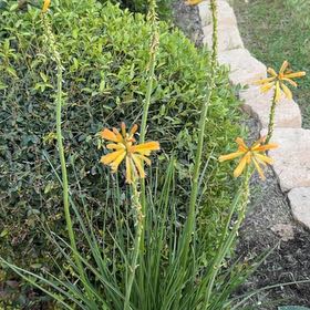 Photo of the plant species Red Hot Poker by @KnightWinika named Orlando Bloom on Greg, the plant care app