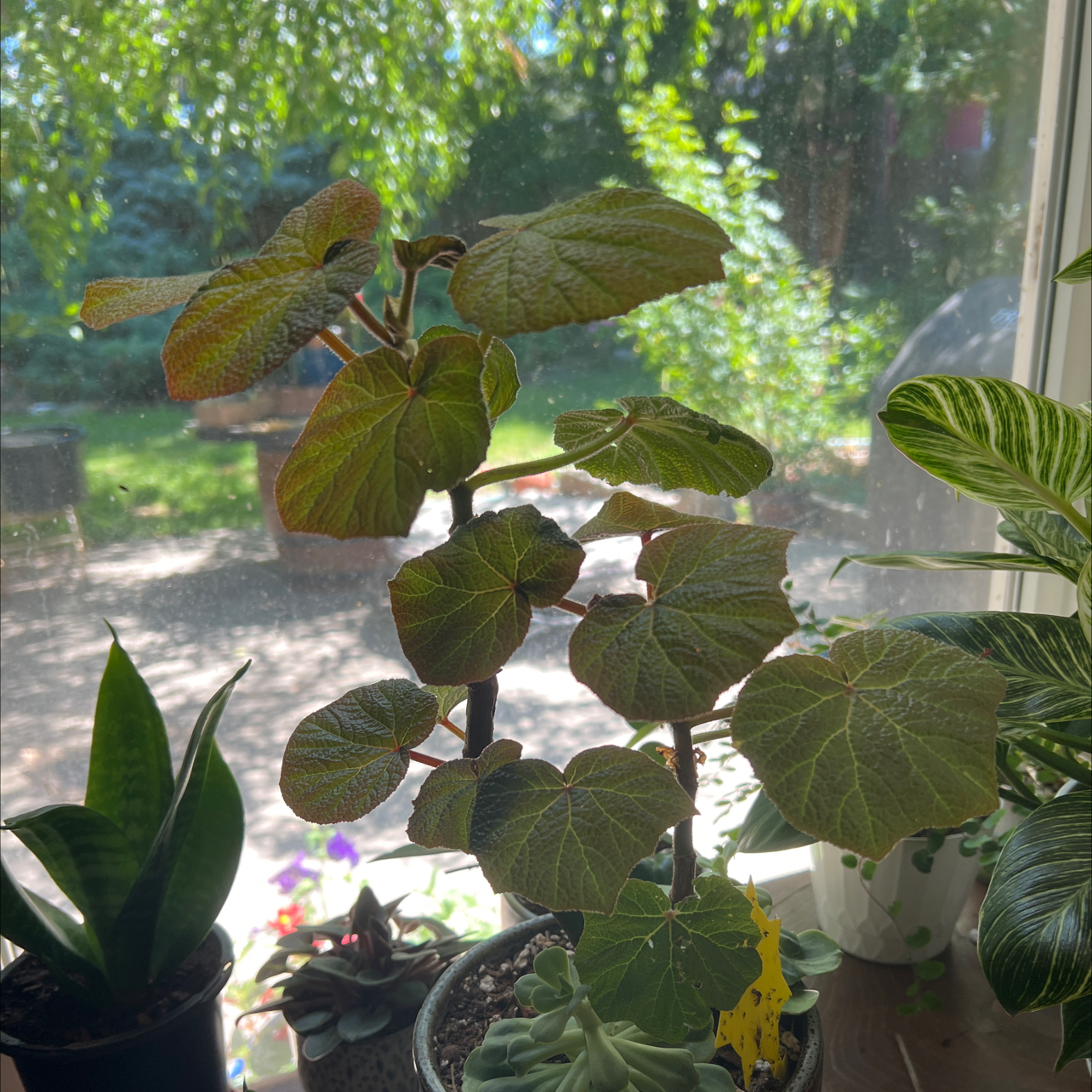 Photo of the plant species Begonia venosa by @KeenYuzutree named Fernie Mac on Greg, the plant care app