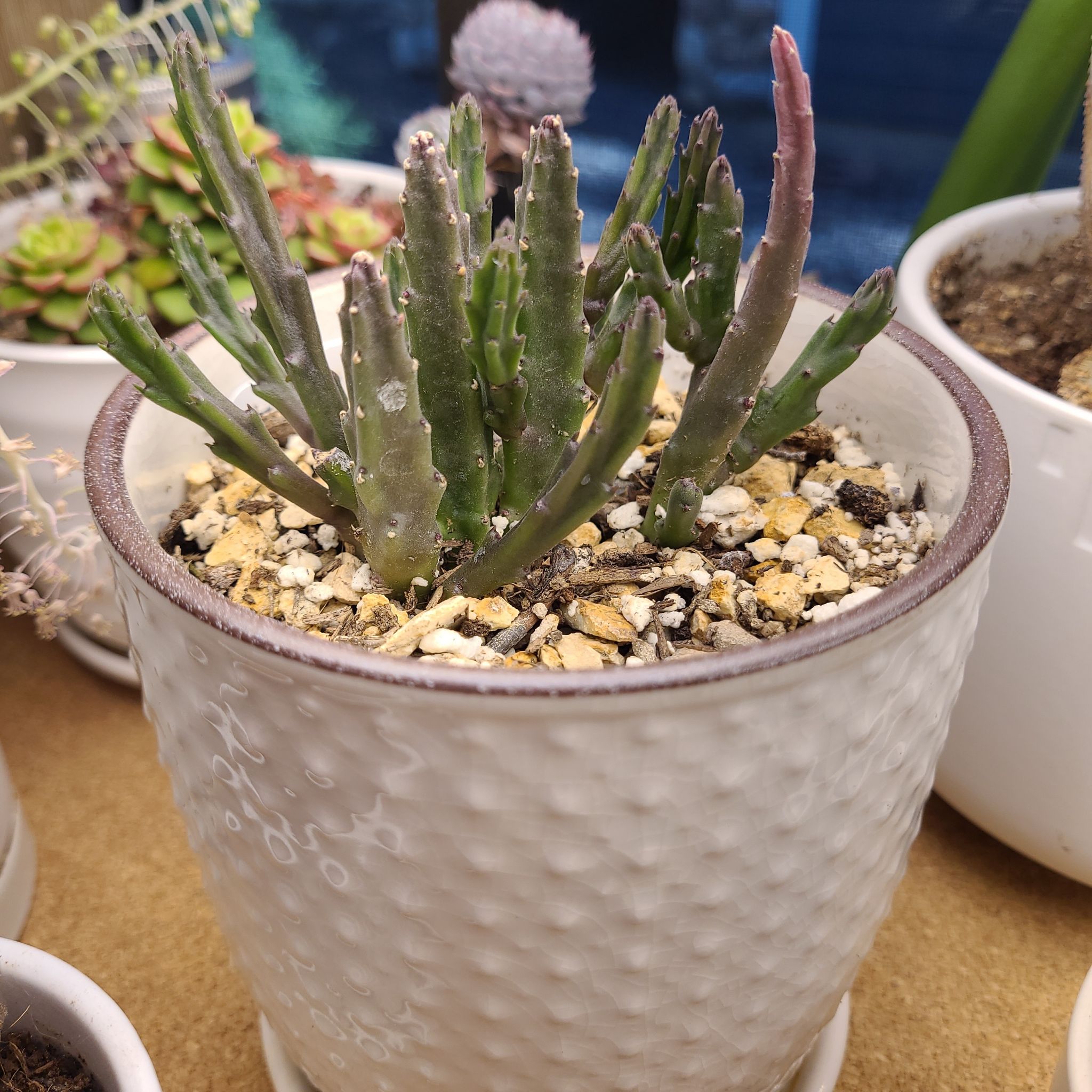 Photo of the plant species Small Starfish Flower by @NovelNapaea named Starfish flower on Greg, the plant care app