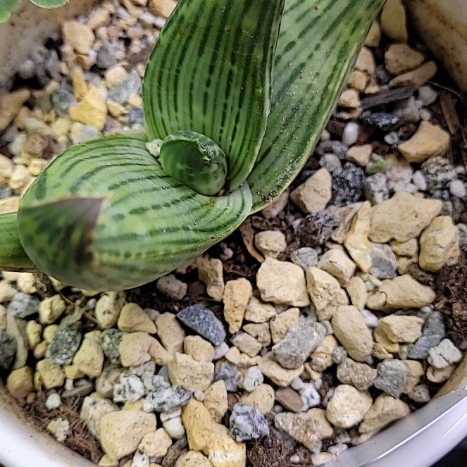 Photo of the plant species Aloe striata subsp. karasbergensis by @NovelNapaea named Aloe striata on Greg, the plant care app
