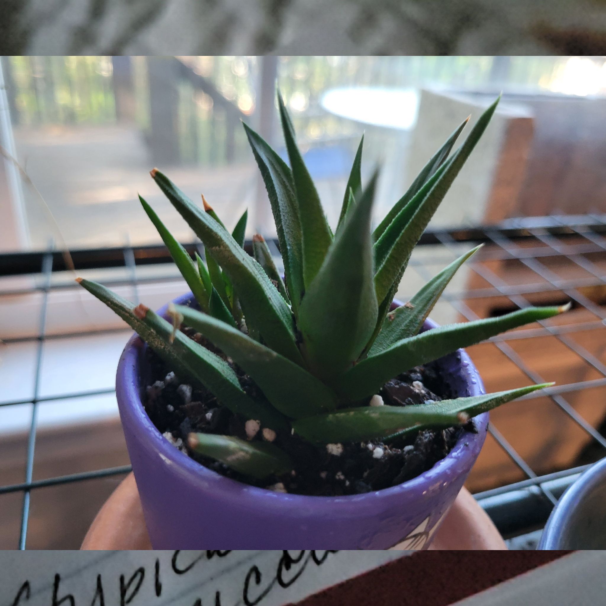 Photo of the plant species Haworthia pentagona by @NCChristie named Luna on Greg, the plant care app